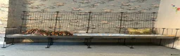 Guinea Pig rodents for sale: 2 male guinea pigs and cage in Oldham - Advert 3