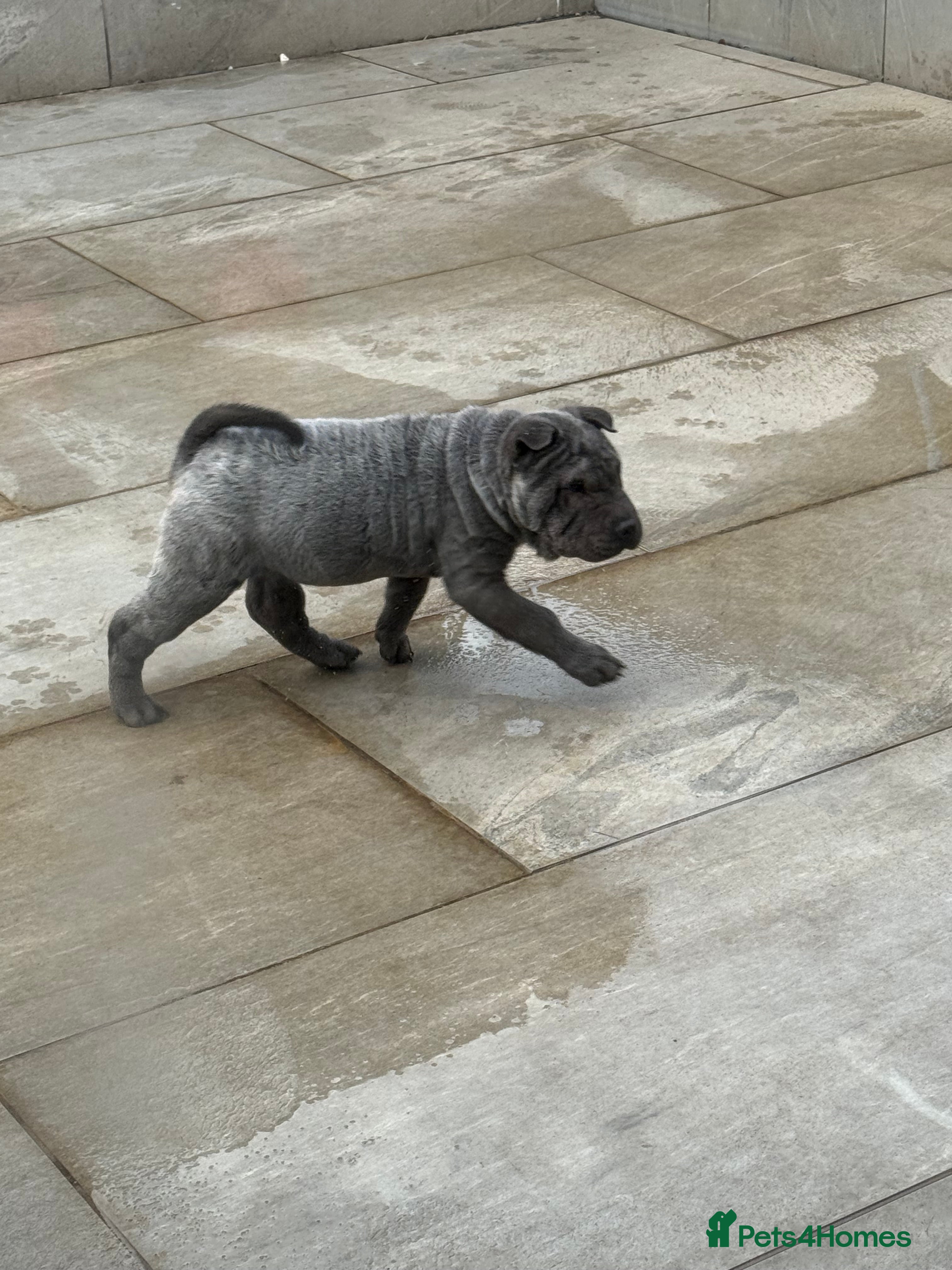 Shar Pei dogs 🔥 👀 1 black/blue boy left 👀 🔥 SHARPEI PUPS 🔥  - Advert 17
