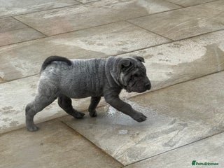 Shar Pei dogs 🔥 👀 1 black/blue boy left 👀 🔥 SHARPEI PUPS 🔥 - Advert 15