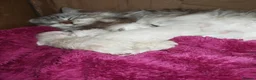 Siberian cats for sale: Pure Siberian from GCCF/TICA parents - Advert 9