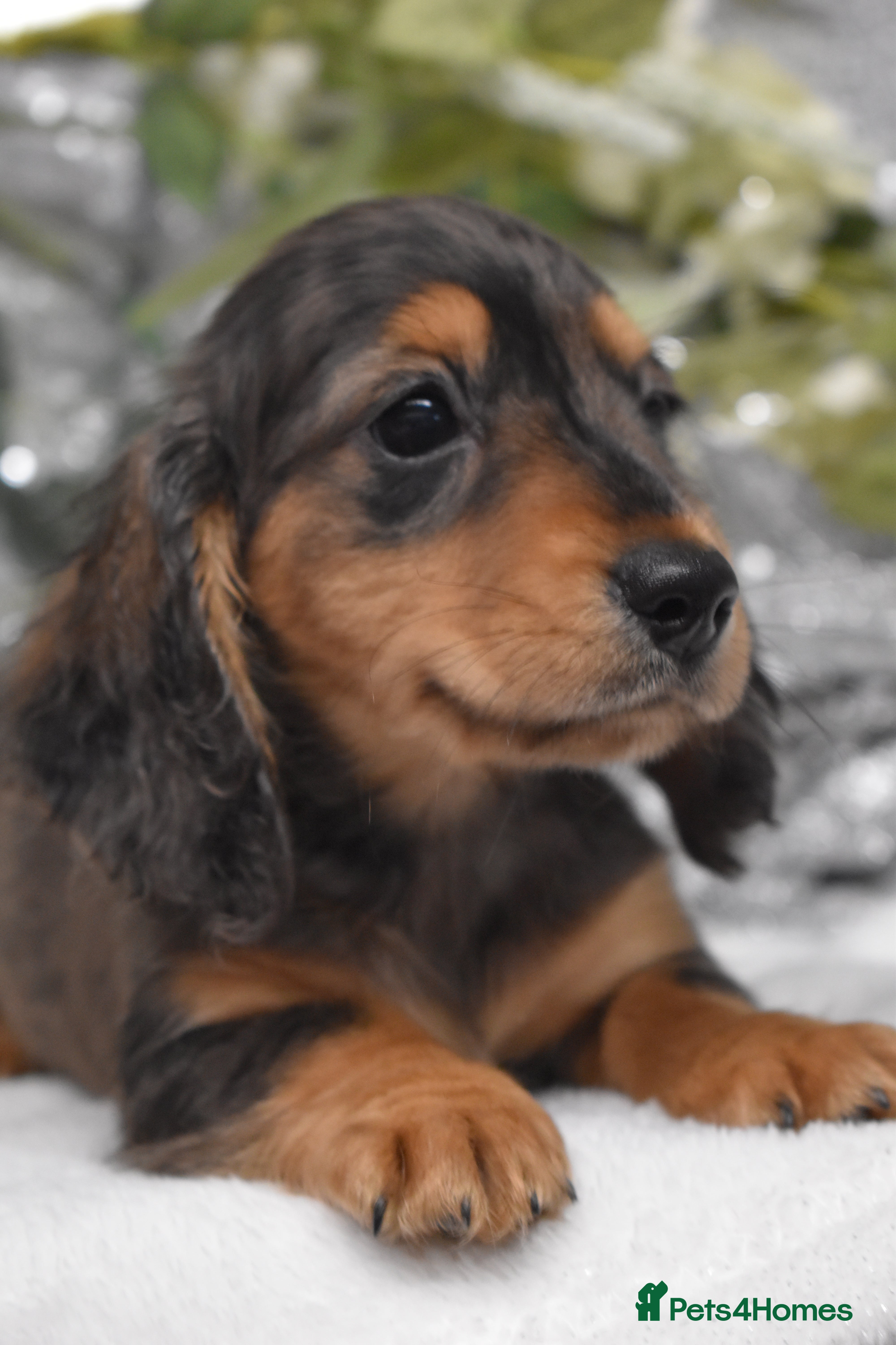 Miniature Dachshund dogs KC Miniature Dachshund Long Coat - Advert 11