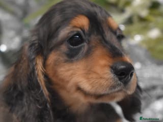 Miniature Dachshund dogs KC Miniature Dachshund Long Coat - Advert 1