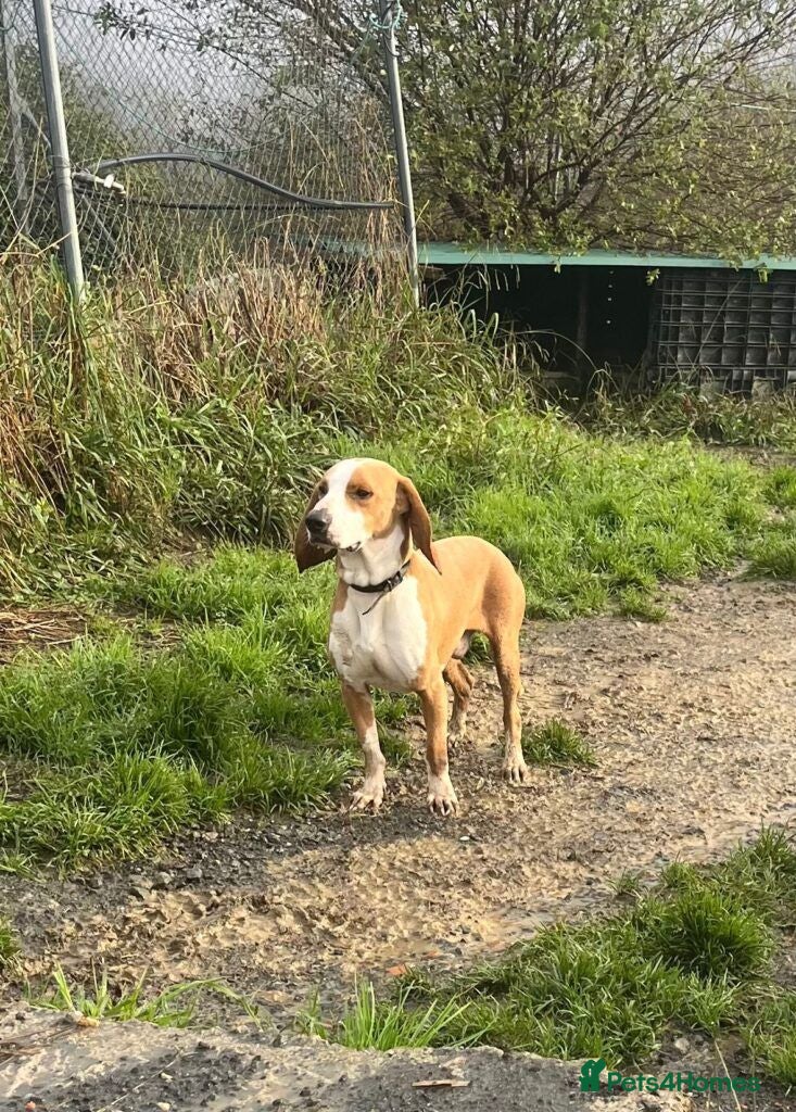 Mixed Breed dogs Txiru - Advert 1