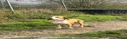Mixed Breed dogs for adoption: Txiru in Woolacombe - Advert 1