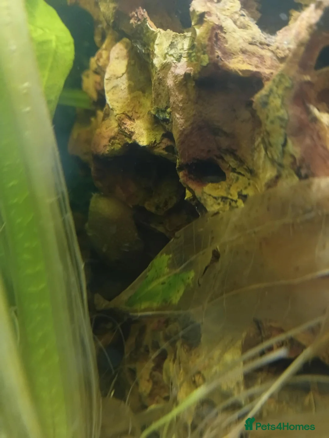 Other/Mixed Breed fish for sale: Mixed fish see description rehome urgently - Advert 2