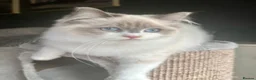 Ragdoll cats for sale: STUNNING BLUE BI COLOUR FEMALE AVAILABLE  - Advert 11