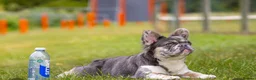 French Bulldog dogs for sale: STUNNING FLUFFY FRENCH BULLDOGS  in Cambridge - Advert 12