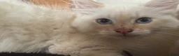 Ragdoll cats for sale: Ragdolls Mum & Babies 10 weeks sepia flame 10 wks - Advert 4