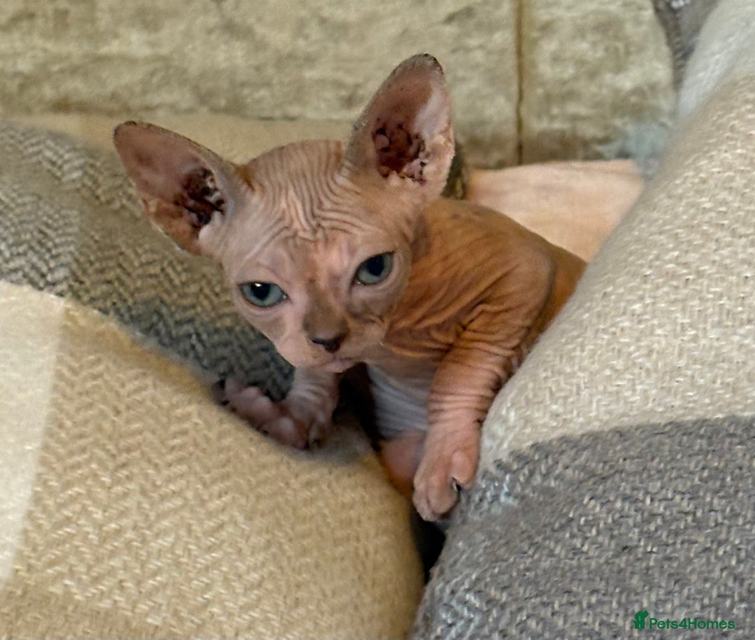 Sphynx cats for sale: Beautiful Sphynx kittens  - Image 2