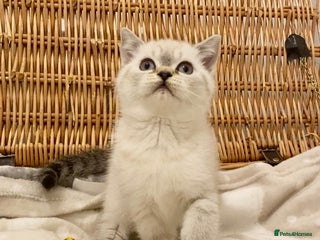 British Shorthair cats 🧸EXCEPTIONAL QUALITY PURE BREED BSH TEDDY BEARS🧸 - Advert 13