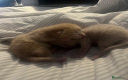 Domestic Shorthair cats for sale: 4 gorgeous kittens  - Image 6
