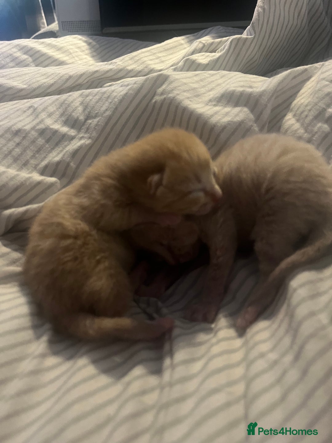 Domestic Shorthair cats for sale: 4 gorgeous kittens  - Image 6