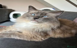 Ragdoll cats for sale: 2 yr old neutered blue mitted ragdoll - Image 12