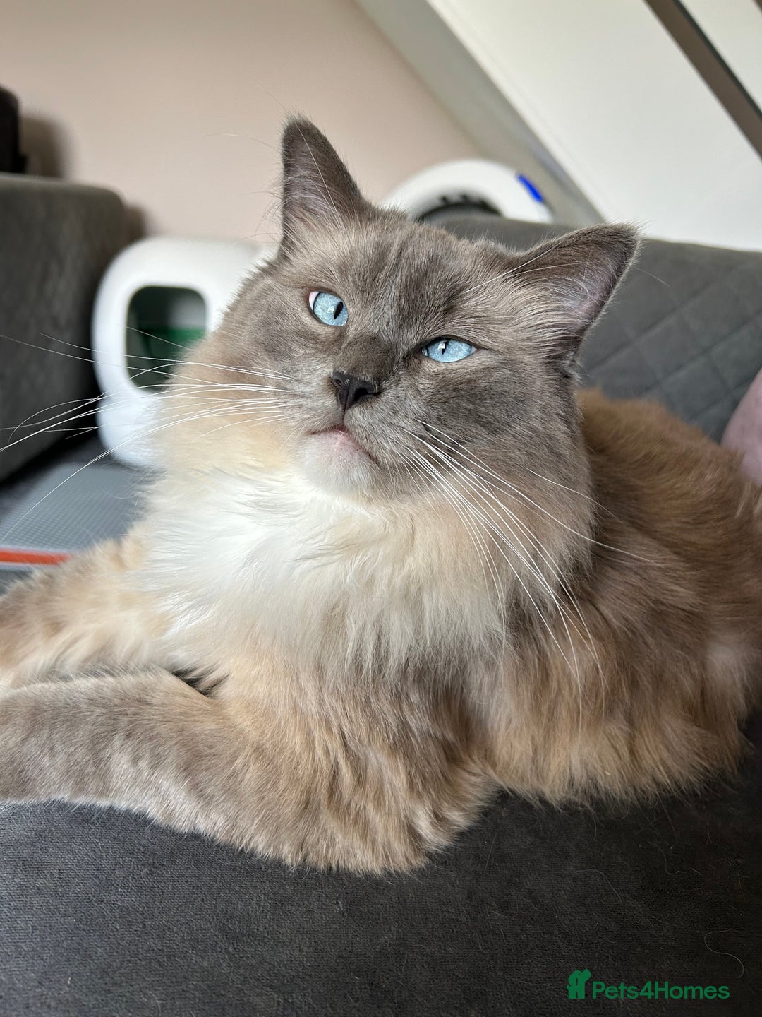 Ragdoll cats for sale: 2 yr old neutered blue mitted ragdoll - Image 12