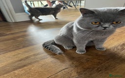 British Shorthair cats for sale: 3 beautiful British shorthairs  - Image 11
