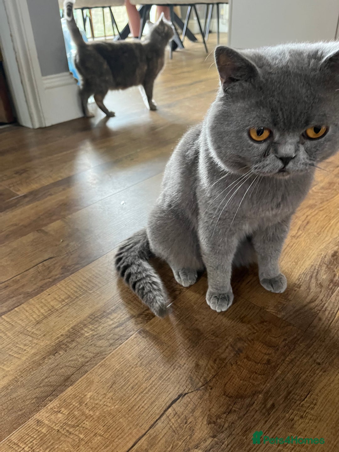 British Shorthair cats for sale: 3 beautiful British shorthairs  - Image 11