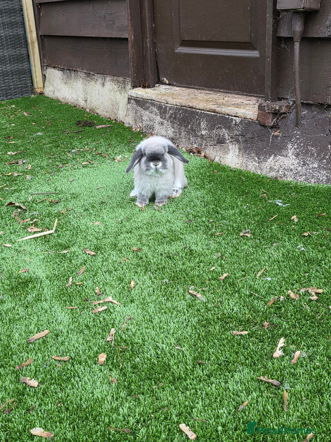 Mini Lop rabbits for sale: Two mini lops looking fir loving homes  - Advert 10