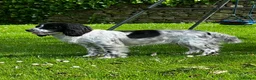 Cockapoo dogs for sale: F1 Cockapoos Full DNA 5⭐️ Licensed Breeder  - Advert 24