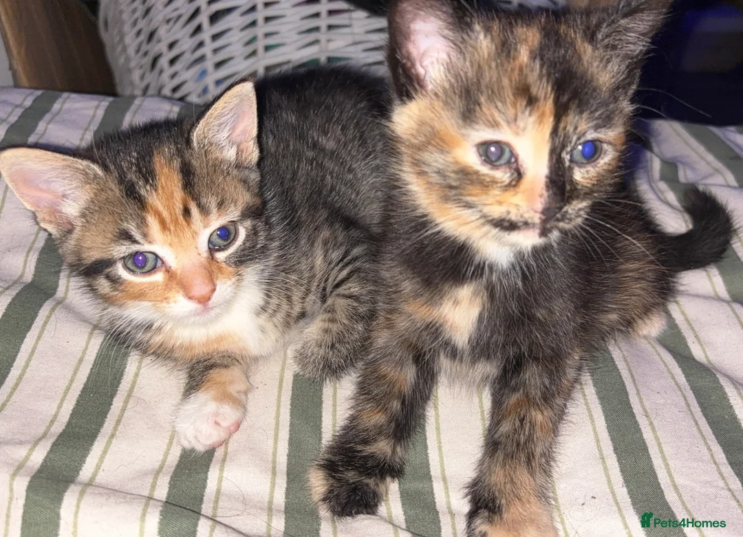 Mixed Breed cats for sale: Gorgeous Mixed breed fluffy kittens  - Advert 8