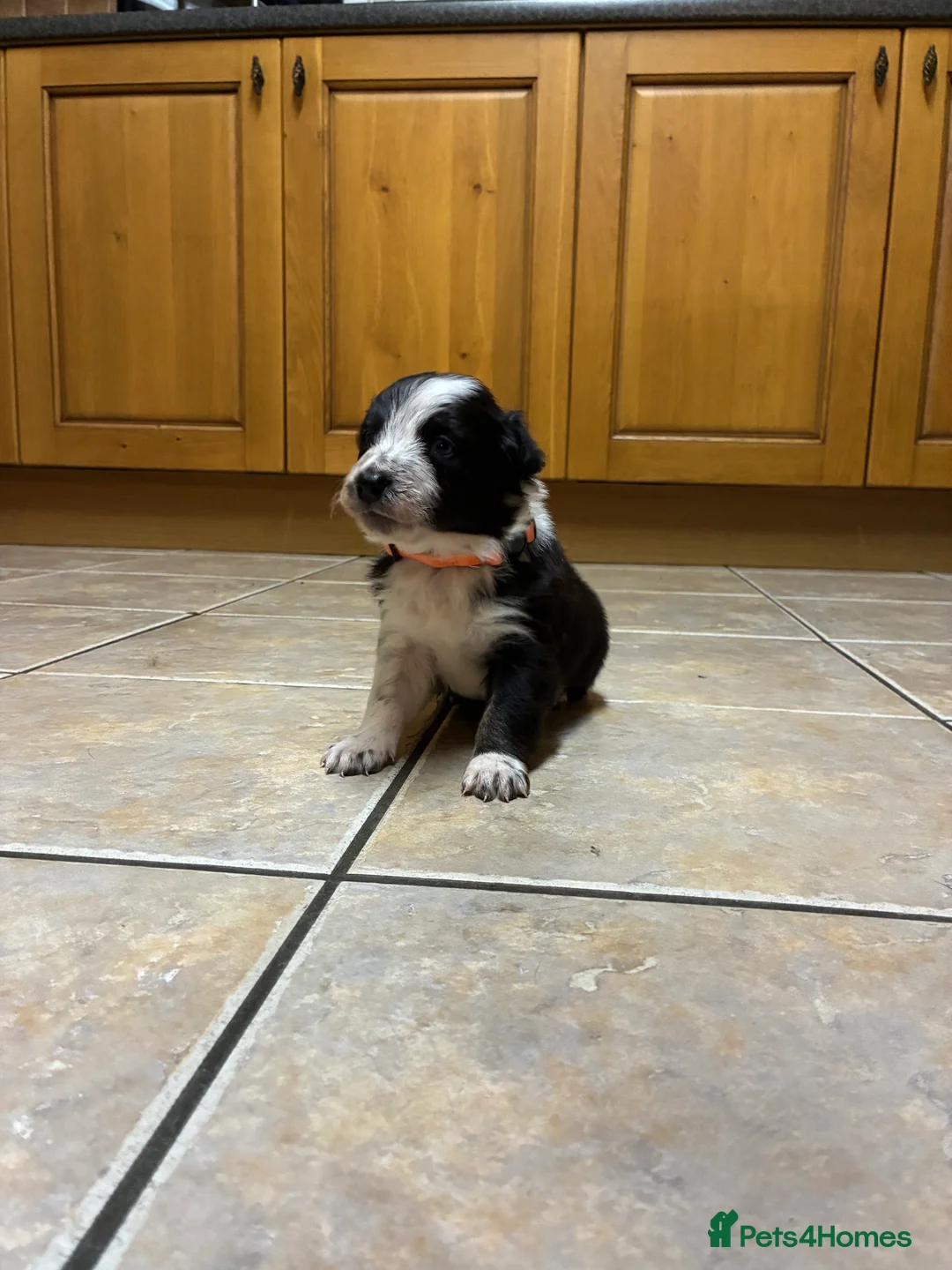 Border Collie dogs for sale: Border collie pups from Tyngraig Jock.  - Advert 9