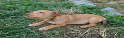 Mixed Breed dogs for adoption: Arnie - Adorable small breed cross  - Advert 4