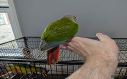 Conures birds for sale: Hand-reared baby conures - Image 3