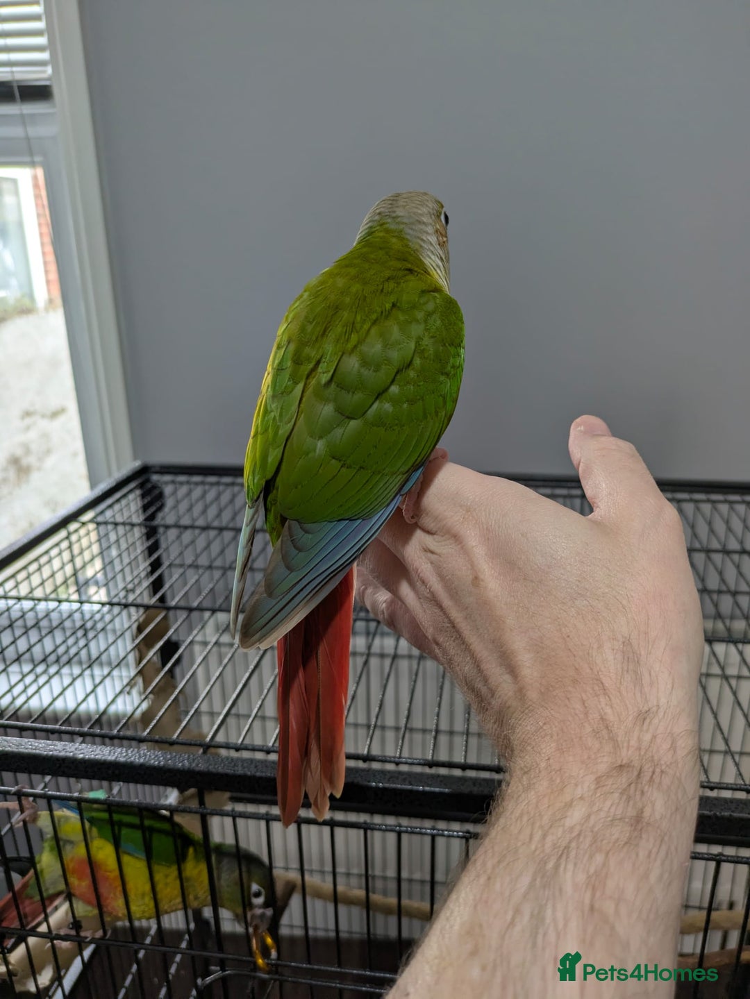 Conures birds for sale: Hand-reared baby conures - Image 3