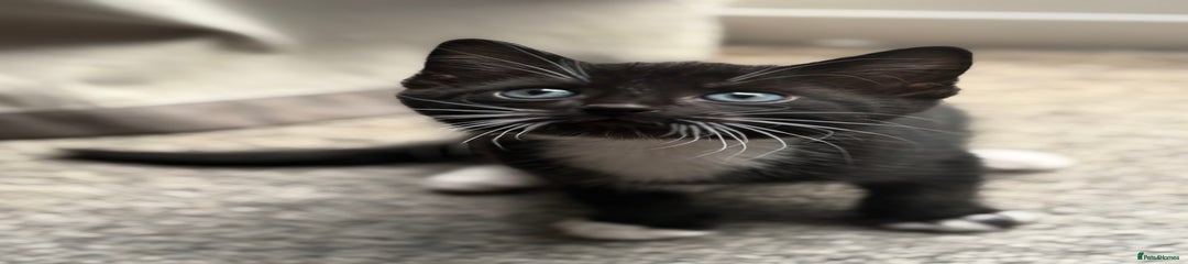Domestic Shorthair Kitten 3