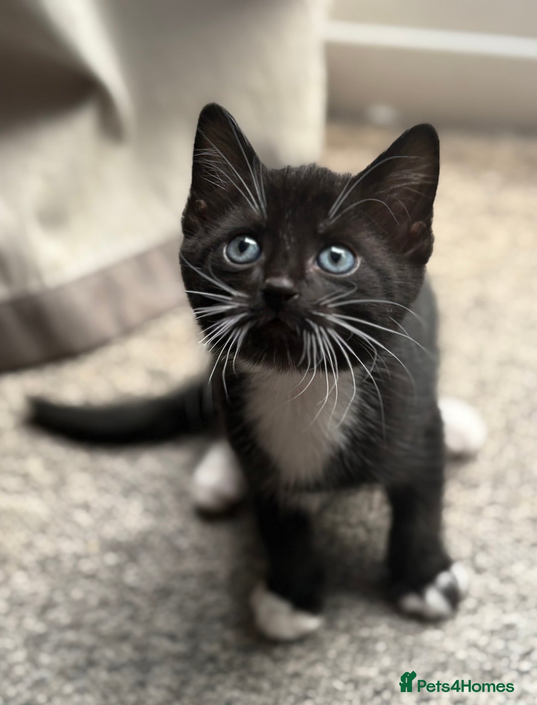 Domestic Shorthair cats for sale: 7 weeks old  - Image 5