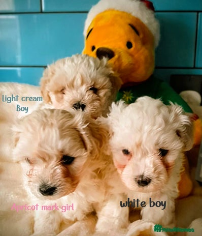 Maltipoo dogs - Advert 6