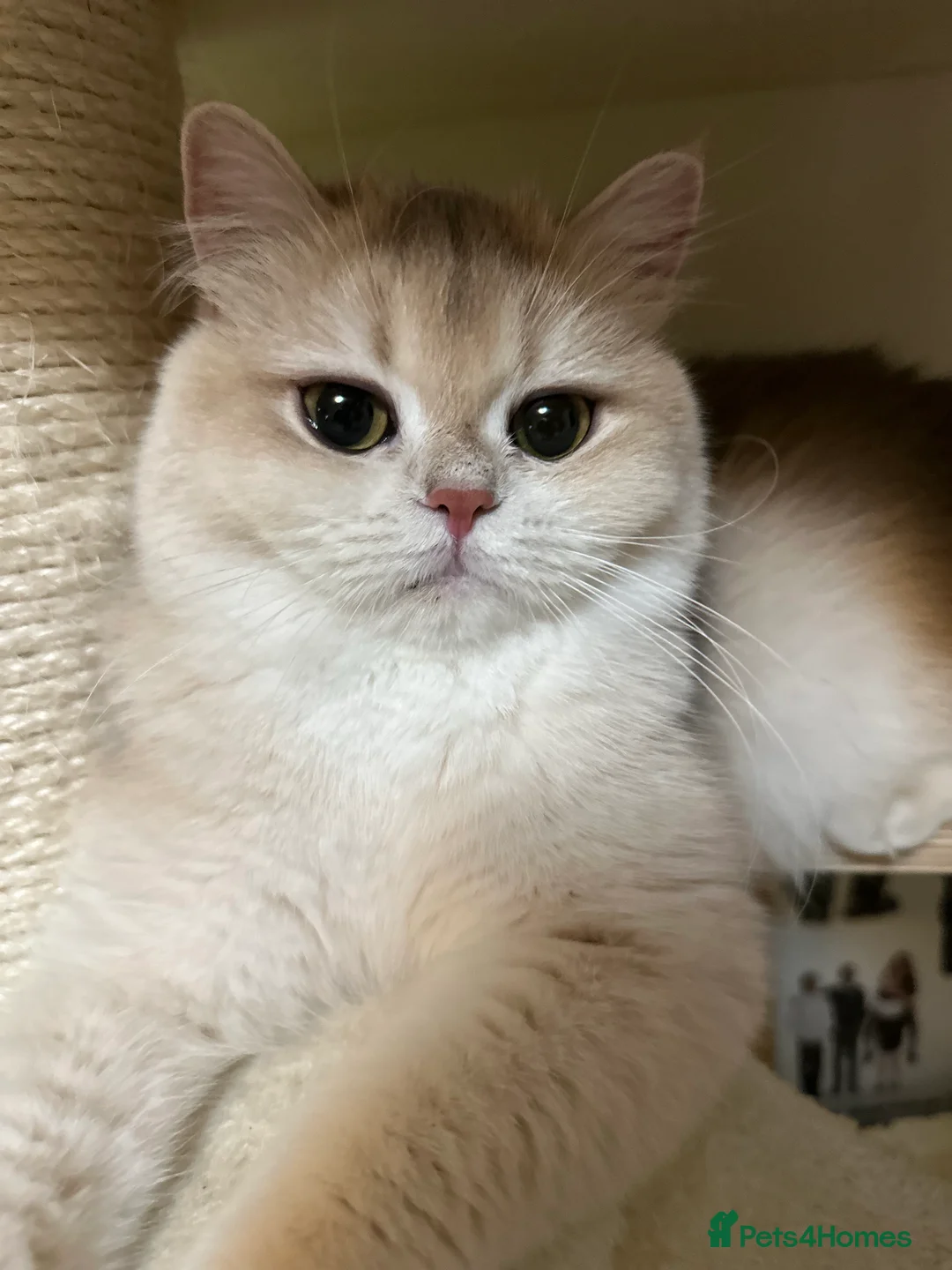 British Shorthair cats for sale: GCCF reg Active BSH Blue Gold Female for Breeding - Advert 15