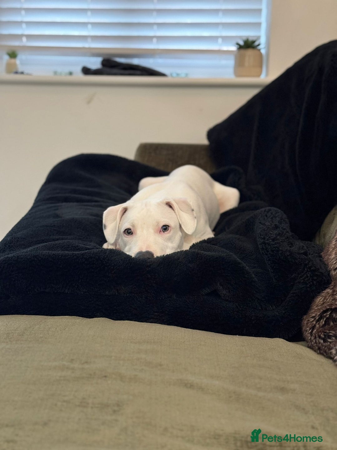 Staffordshire Bull Terrier dogs for sale: VERY RARE WHITE BLUE PIED & BLUE/WHITE SBT'S - Image 9