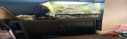 Frog reptiles for sale: Amazon milk frog with full bioactive VIV  - Advert 11