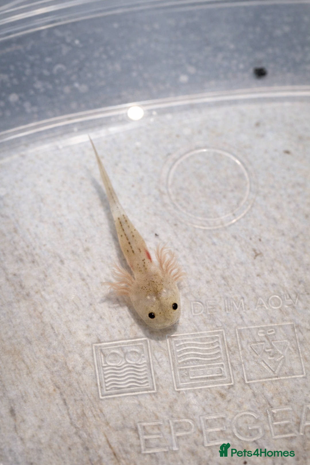 Axolotl reptiles for sale: Axolotl– Leucistic White/Pink with Black Freckles - Advert 2