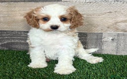 Cavapoo dogs for sale: Beautiful Toy Cavapoo Puppies for sale - Image 18