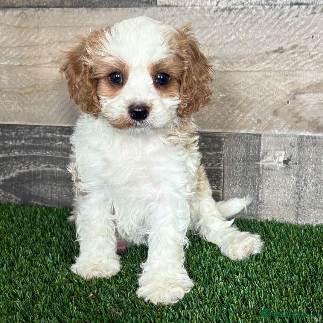 Cavapoo dogs for sale: Beautiful Toy Cavapoo Puppies for sale - Image 18