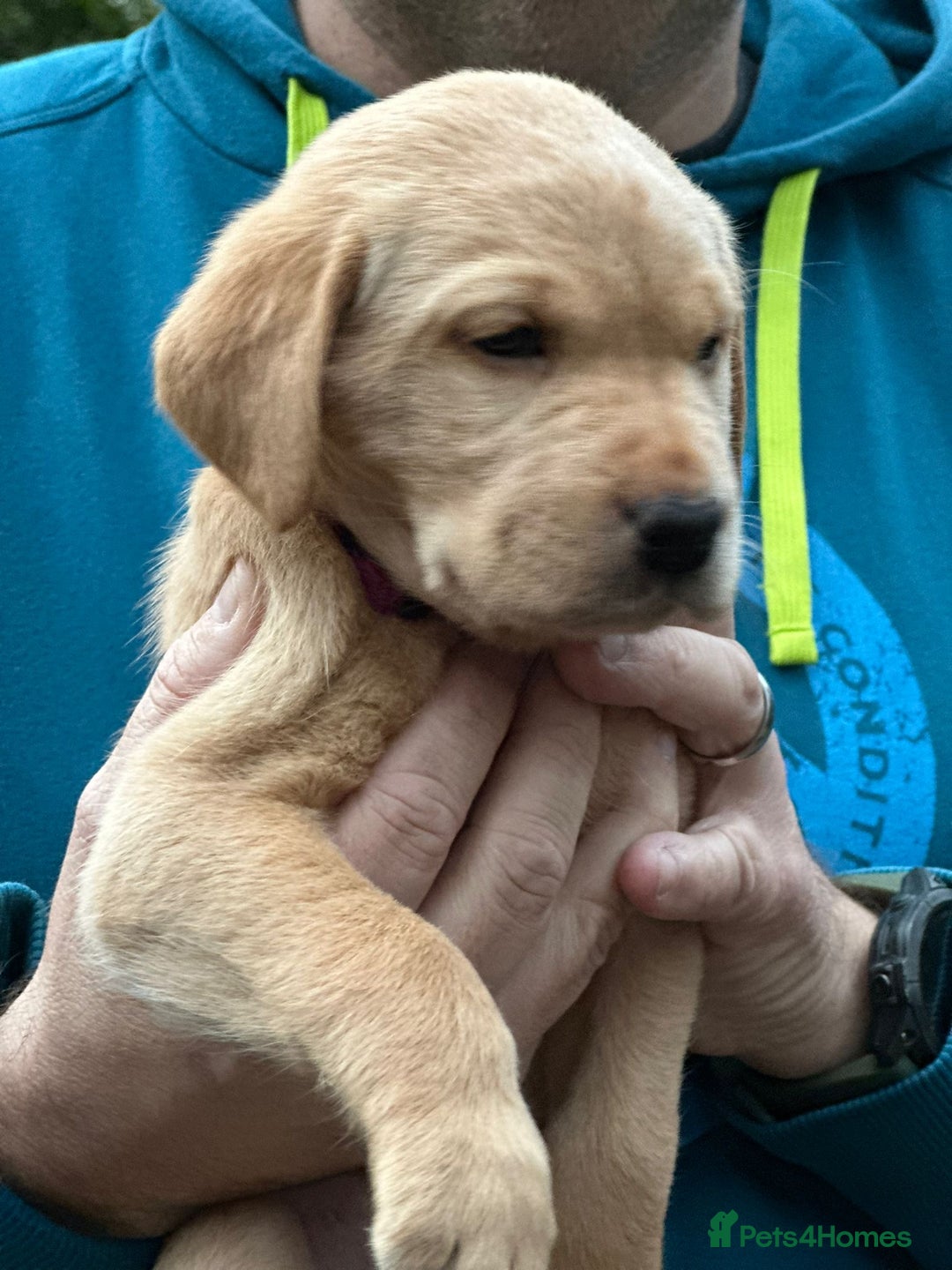 Labrador Retriever dogs for sale: KC Registered Labradors - Image 12