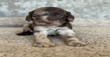 Cockapoo dogs - Advert 1