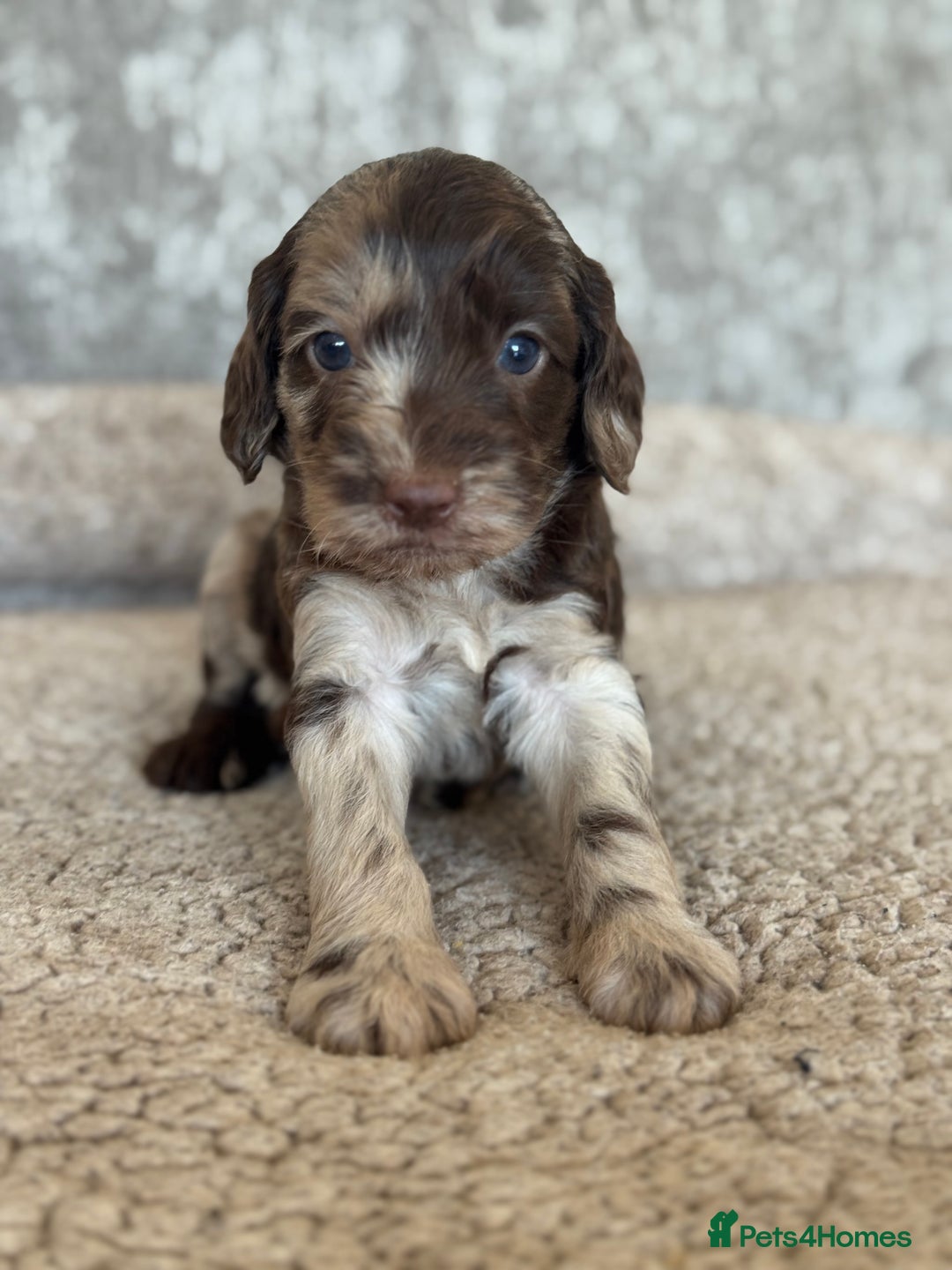 Cockapoo dogs for sale: BEAUTIFUL MERLE COCKER POO PUPPIES, HEALTH TESTED - Image 2