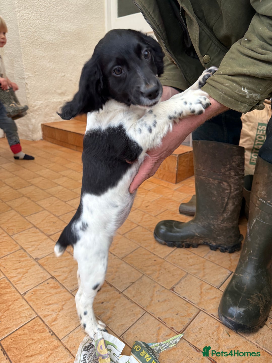 Sprocker dogs for sale: 2 sprockers available  - Advert 6