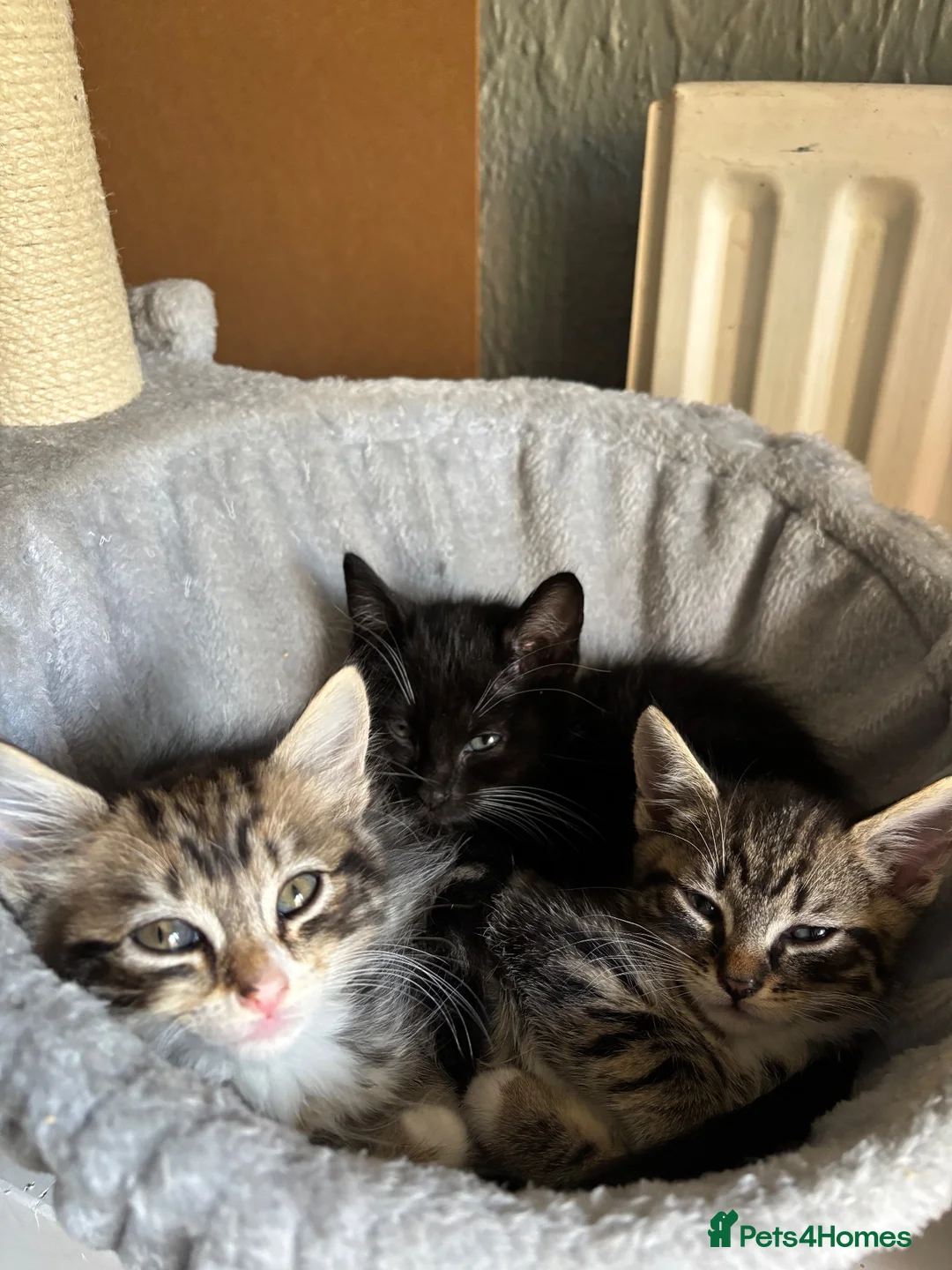 Mixed Breed cats for sale: Gorgeous kittens for sale in Waterlooville - Advert 5