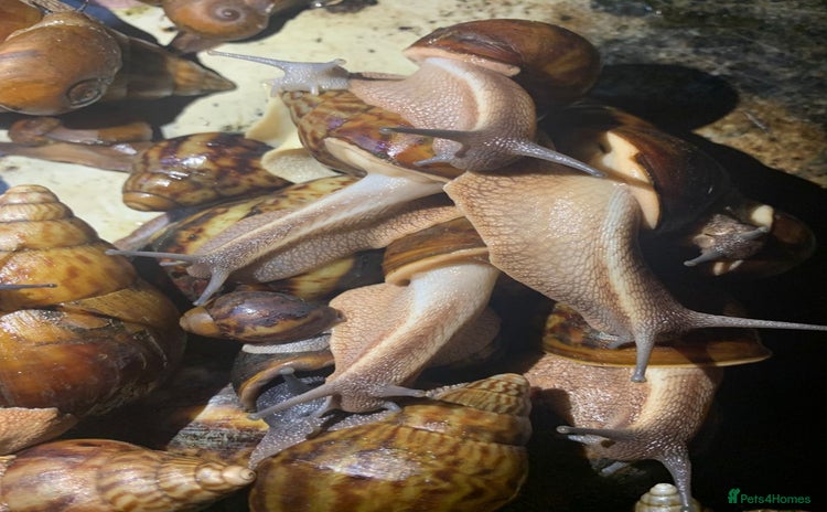 Snails invertebrates - Advert 4