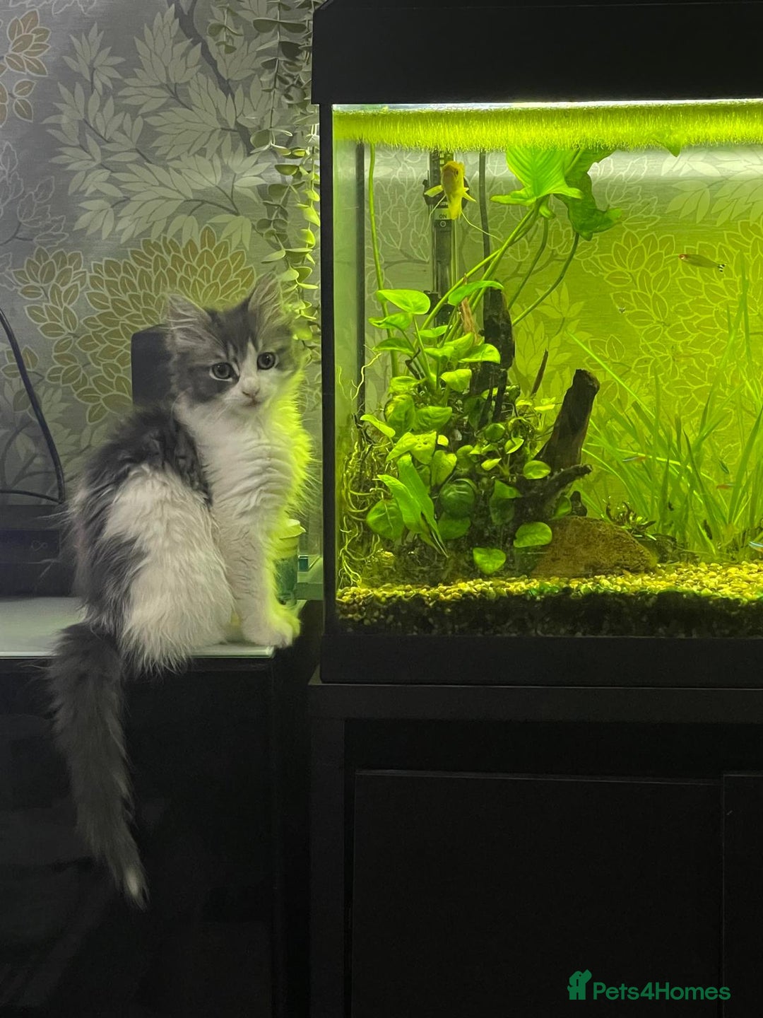 Maine Coon cats for sale: Beautiful Mixed Main Coon Kittens - Advert 1