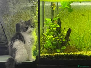 Maine Coon cats Beautiful Mixed Main Coon Kittens - Advert 4