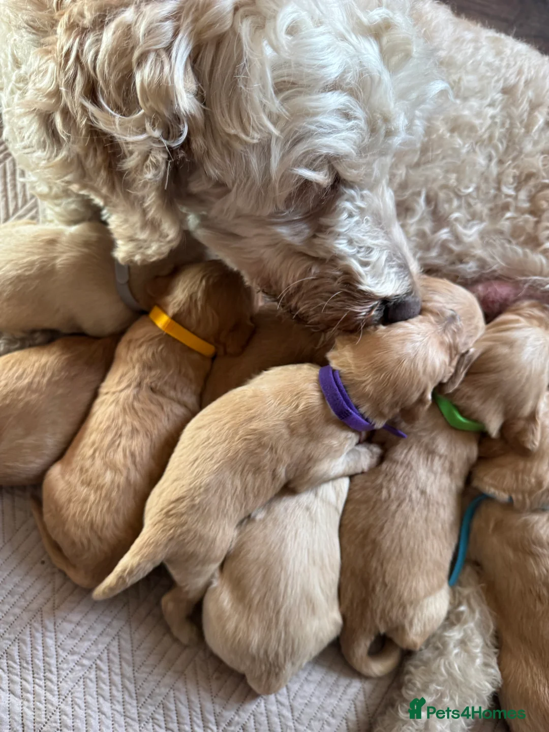 Goldendoodle dogs for sale: Expecptional goldendoodles - Advert 2