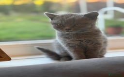 British Shorthair cats for sale: Two beautiful and lovely girls - Image 3