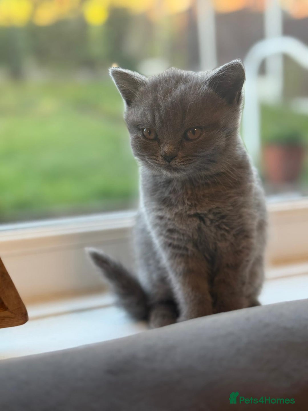 British Shorthair cats for sale: Two beautiful and lovely girls - Image 3