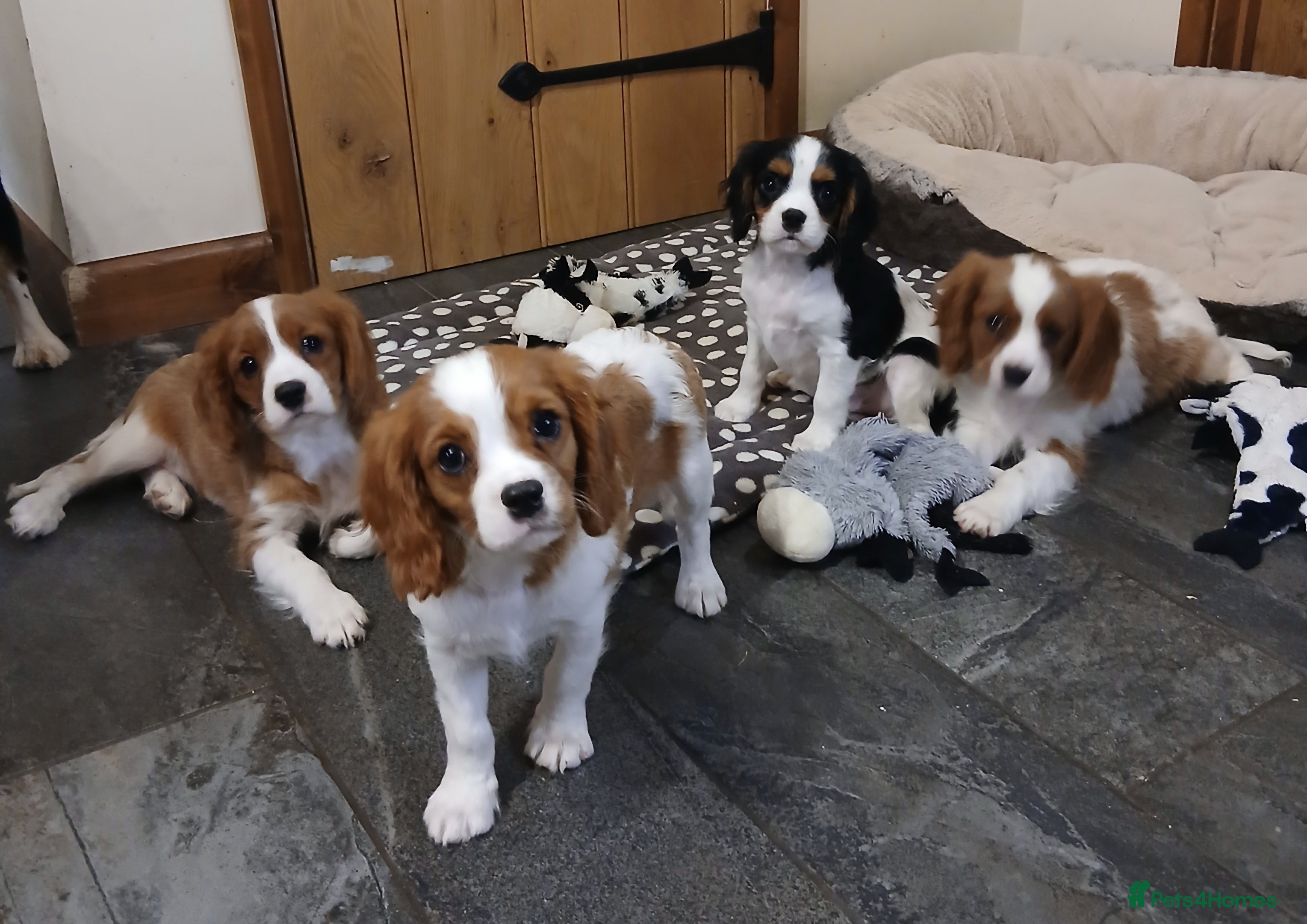 Cavalier King Charles Spaniel dogs Gorgeous BOYS - Advert 8