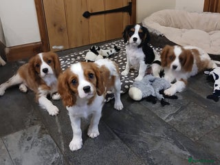 Cavalier King Charles Spaniel dogs Gorgeous BOYS - Advert 8