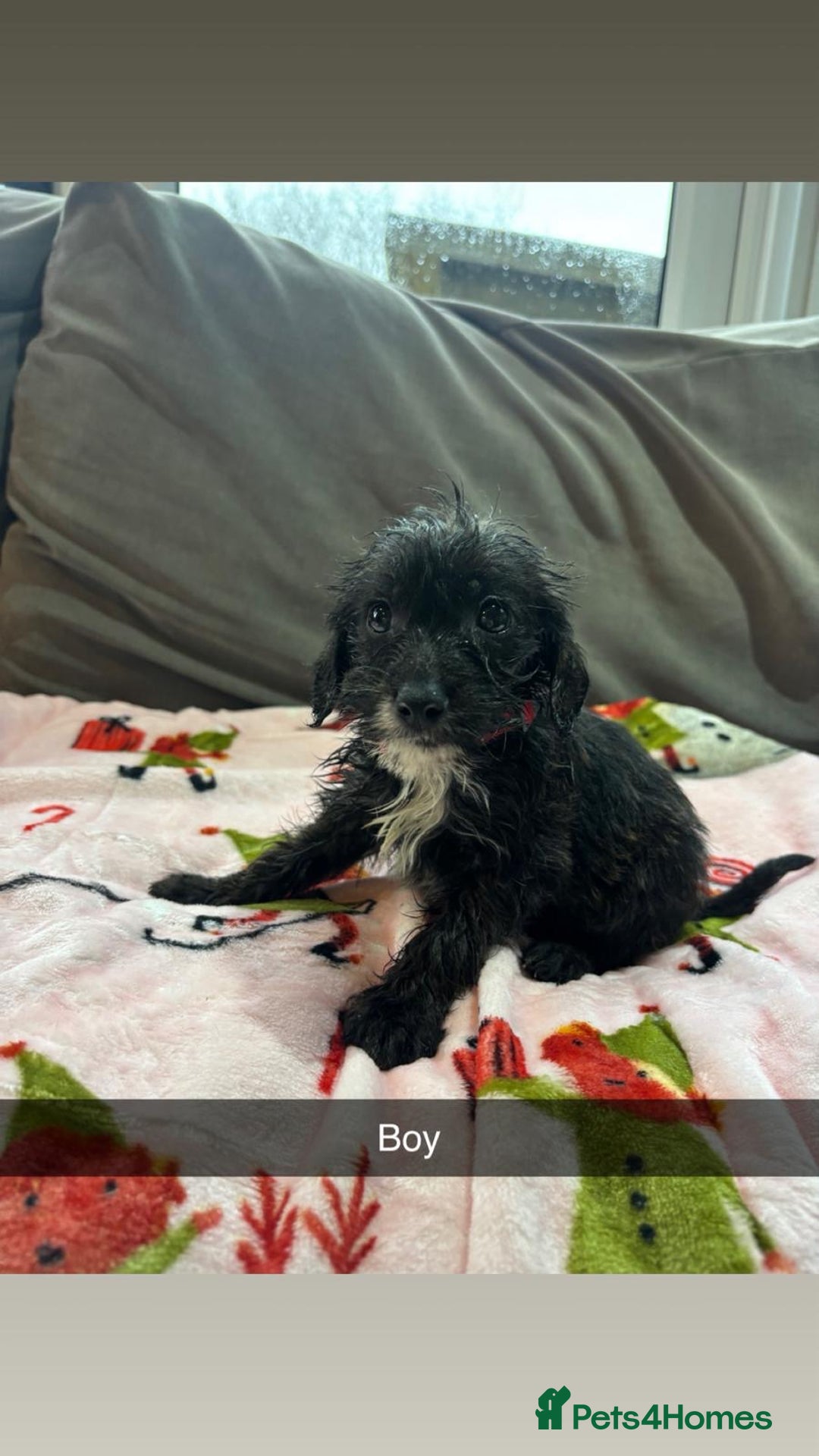 Jackapoo dogs for sale: 6 beautiful and playful Jackapoo puppy’s for sale  - Advert 4